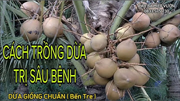 #74 Cách trồng Dừa và cách bón phân, trị bệnh hiệu quả nhất [ 0833 575 730 ]