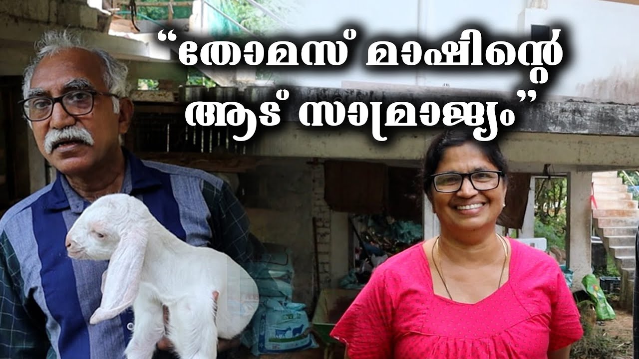 ഒന്നിൽ തുടങ്ങിയ ആട് ശേഖരം || ആടിന് കൊടുക്കുന്നത് വൈക്കോൽ  || ആട് || മലബാറി ആട് || KERALA