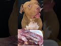 閲覧注意‼︎骨付き肉を味わうピットブル#shorts