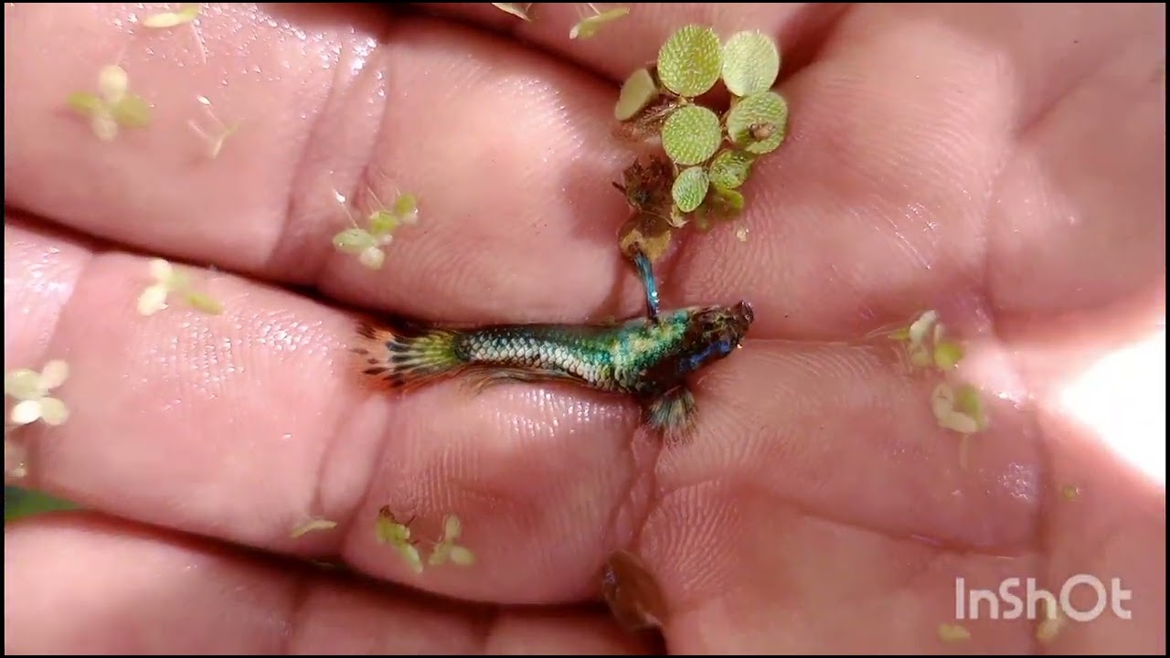 PECES GUPPYS DRAGON ROJO ❤️❤️❤️