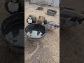 miniature ducks sipping water