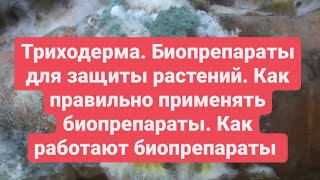 Биопрепараты ПРИМЕНЕНИЕ для защиты растений от болезней Триходерма