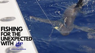 Daytime Swordfishing with the Lindgren Pitman SV-1200. 4 Bites & A Giant THRESHER SHARK!