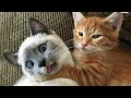 😂 Awesome Funny 😸 Cats And 🐶 Dogs From Tik Tok -  Funniest And Cute Animals Video