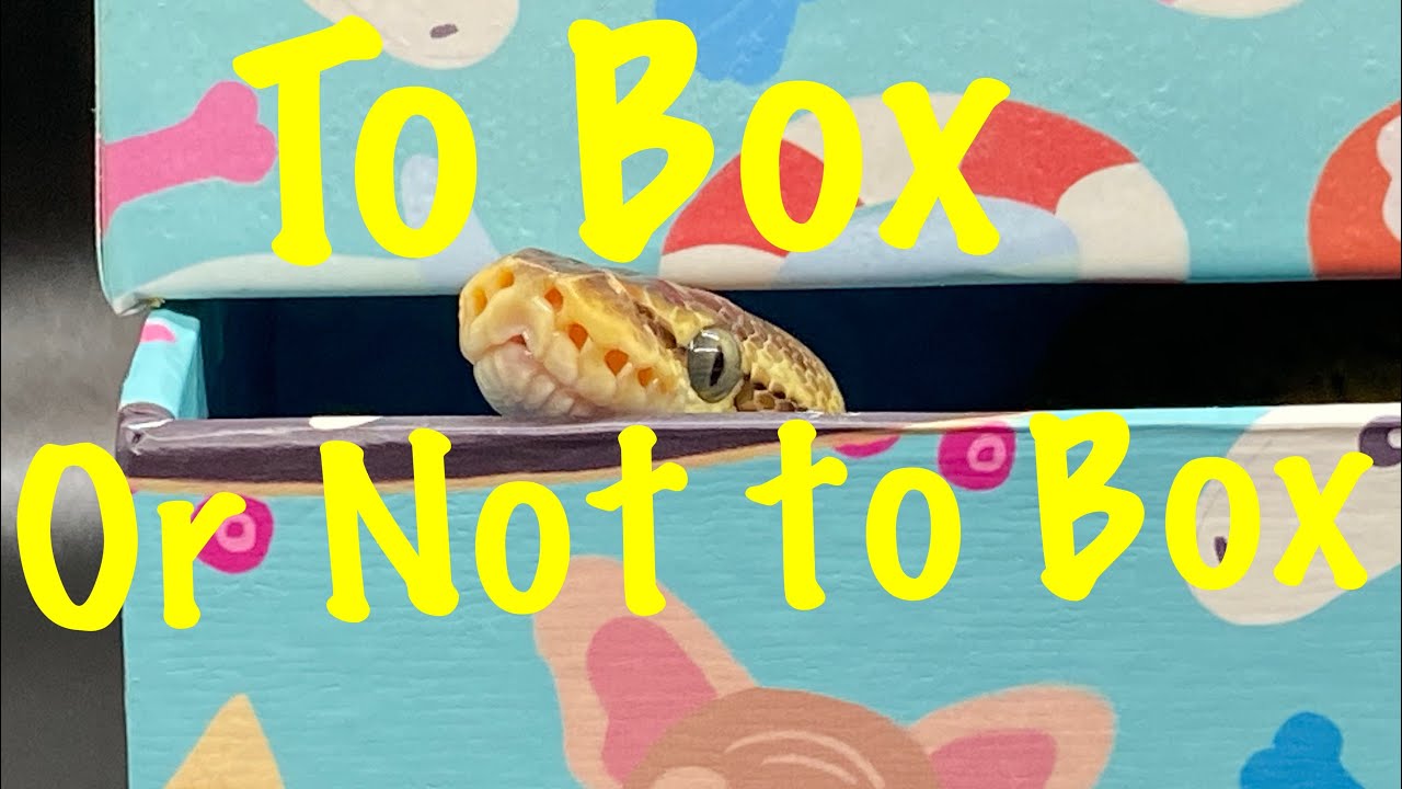 Feeding a snake in or out of the enclosure - using a feed box or not