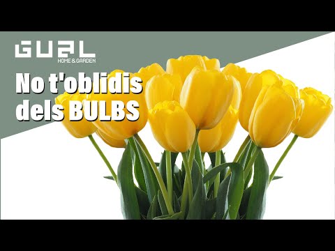 Vídeo: Pots replantar els bulbs de jacint?