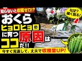 【オクラ栽培】ひょろひょろになる原因は土だった!?根を張らせる栽培のコツを紹介します!!