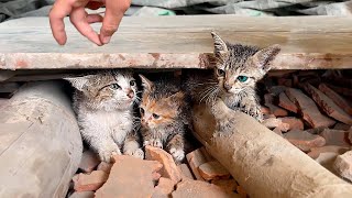 Abandoned 3 Kitten Stops People To Get Attention But They're Busy In Their Activities