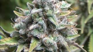 Cannabis Garden Update #49: Harvest Time, Continue Perpetual Garden, Re-veg project and much more.