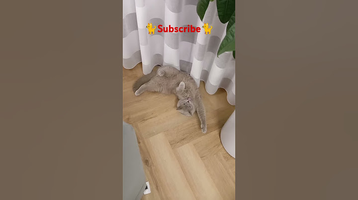 Czy wyglądam słodko?🐈😹😅