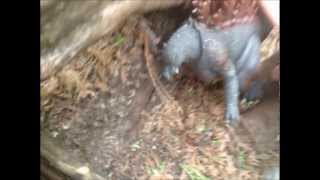Godzilla vs Anguruis Battle at Natural Stone Bridge and Caves NY