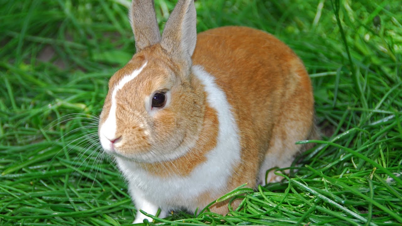 🐶 Dog TV For Dogs To Watch Rabbits 🐇 - YouTube