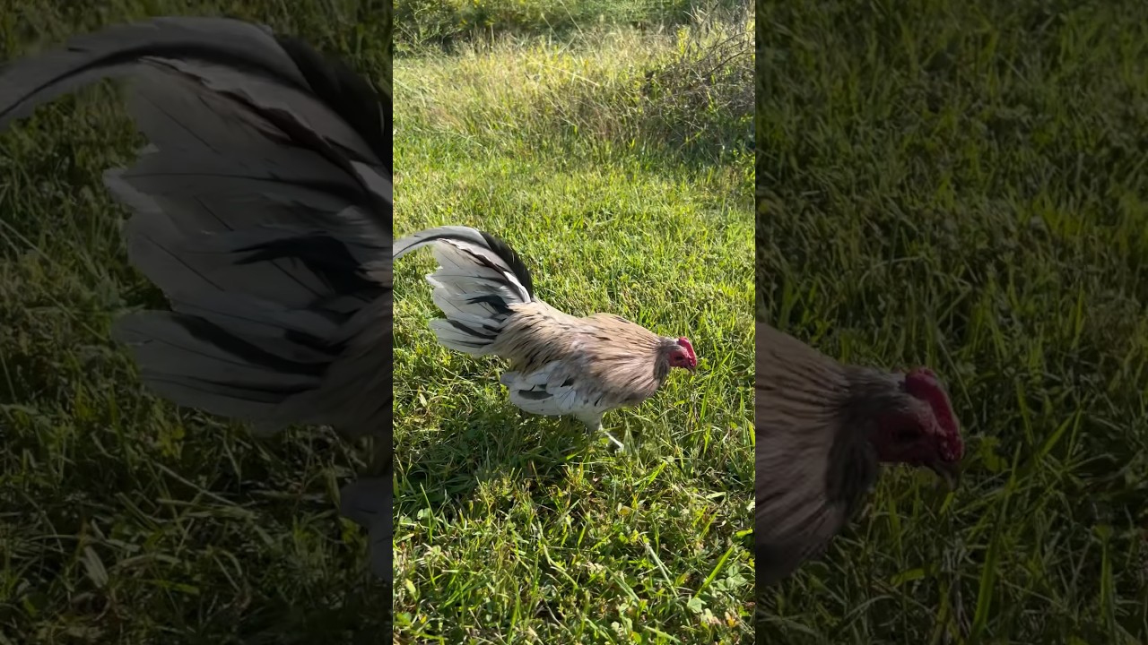 splash-old-english-game-bantam-gamefowls-bantamchicken-kikirikis