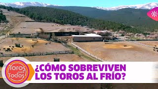 Los trucos de los toros bravos que viven en Sierra Nevada para no morir congelados