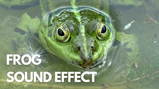 🐸 Frog Croak Sound Effect Free Download 🐸 | Authentic & Original Frog Sounds!