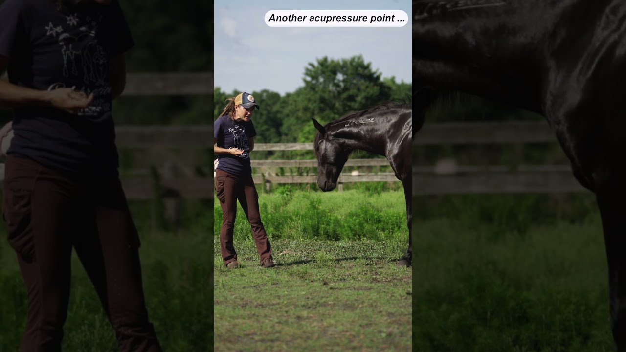 Positive Reinforcement (R+) with a Mustang who is Scared of Tiny Noises