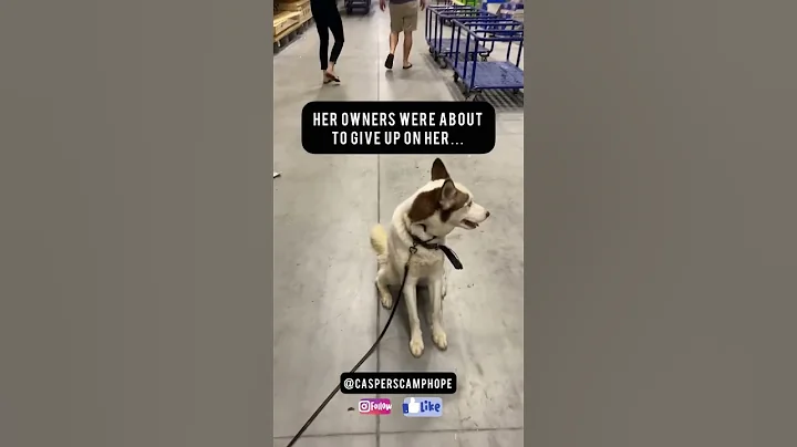 The Siberian Husky Is A Difficult Dog, But This Was Way More Than Difficult. El Husky Siberiano.