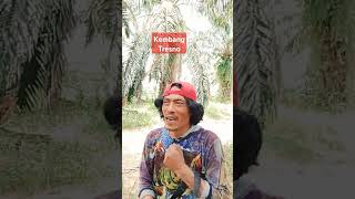 berhasil  Kembang Tresno