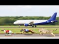 हवा को भी चीरने वाले तेज़ तर्रार कुत्ते || 10 Fastest Dogs Of The World
