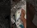 Pèche Carangue à l’île de la Réunion #fishing #fish #pesca #exo