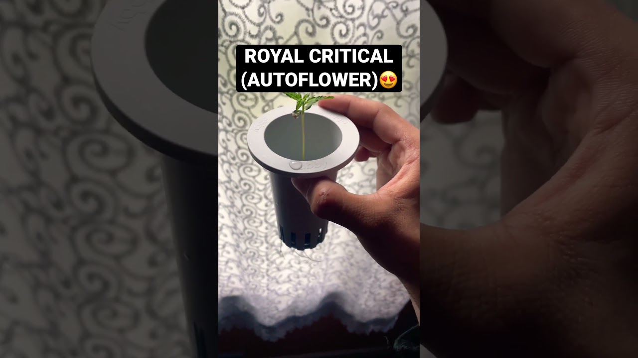 ROYAL CRITICAL GROW🔥 (UPDATE)