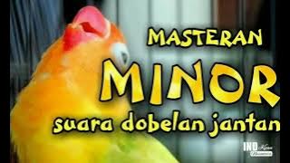 [ tanpa iklan ] MASTERAN LOVEBIRD MINOR KONSLET SPEED LAMBAT. SUARA DOBELAN JANTAN