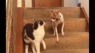 When cat won&#39;t play, dog gives in to the zoomies