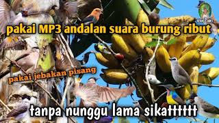 Suara Pikat Burung Kecil Kombinasi Ribut  Mp3 Paling Bagus Untuk Pikat 