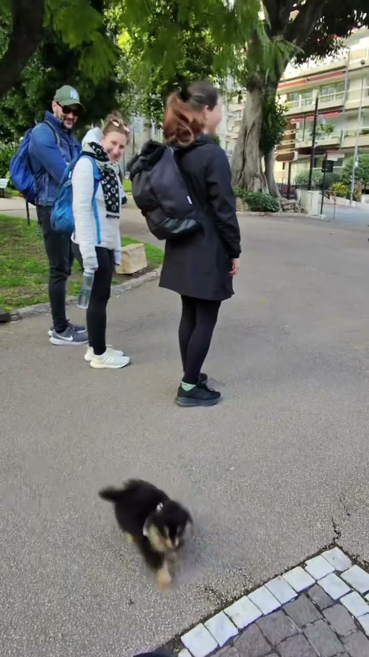 Tiny Puppy Gets Micro Zoomies || ViralHog