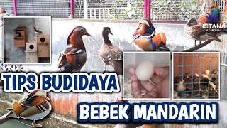 TIPS BUDIDAYA BEBEK MANDARIN | CARA PENETASAN TELUR BEBEK MANDARIN #bebek #bebekmandarin