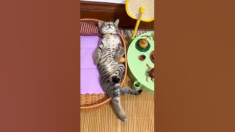 This Cat’s Sleeping Pose Is Too Funny to Be Real! 😹 | Funny Cat Moments #shorts