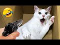 You Laugh You Lose 🥰😂 Best Funny Cats and Dogs Videos 😹🐶 Part 4