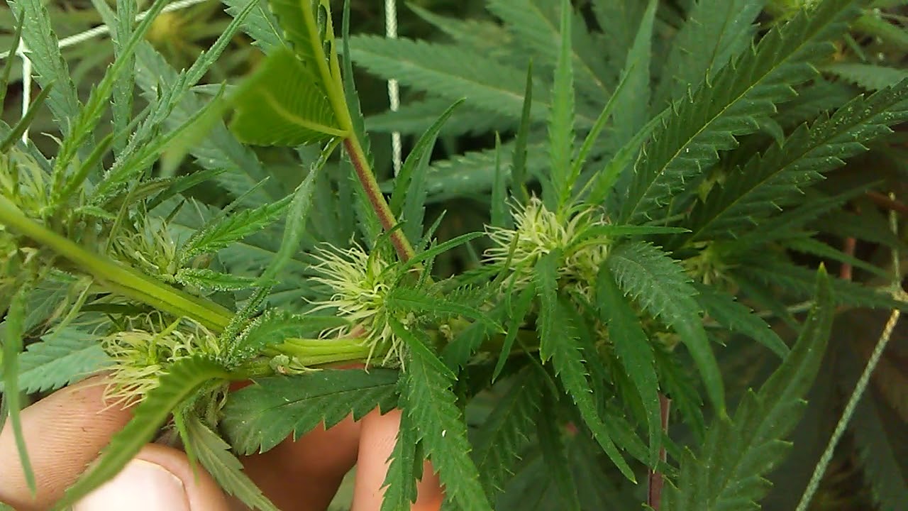 Growing cuvee and killer grape TGA GENETICS
