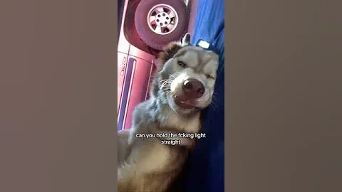 His first day on the job 🥺🐾 #dogs #husky