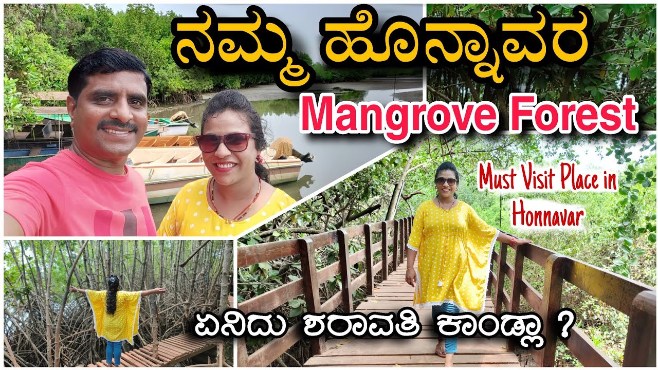 Honnavar Mangrove Forest | Honnavar tourist Places | ಶರಾವತಿ ಕಾಂಡ್ಲಾ ವನ ಹೊನ್ನಾವರ ‎@AKkannadavlogs 