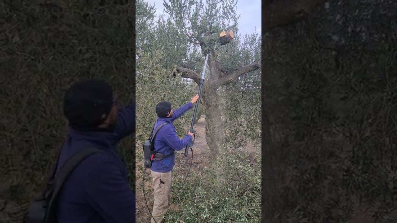 Motosierra eléctrica de pértiga zanon Rino