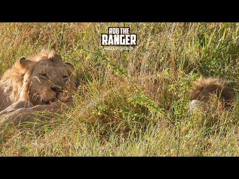 Young Male Lions Feast!! - Maasai Mara Safari | Zebra Plains