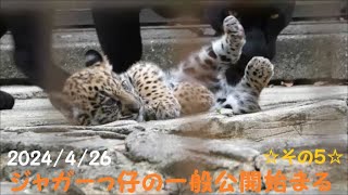 【ジャガー】ジャガーっ仔の一般公開始まるその5　2024/4/26　とべ動物園