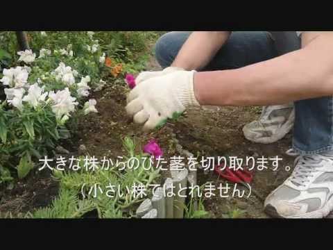 マツバボタンの簡単な増やし方 Youtube