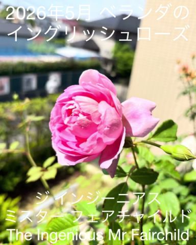 May 2026: The first bloom of the English rose on the balcony, 