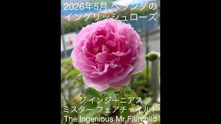 May 2026: The first bloom of the English rose on the balcony, 