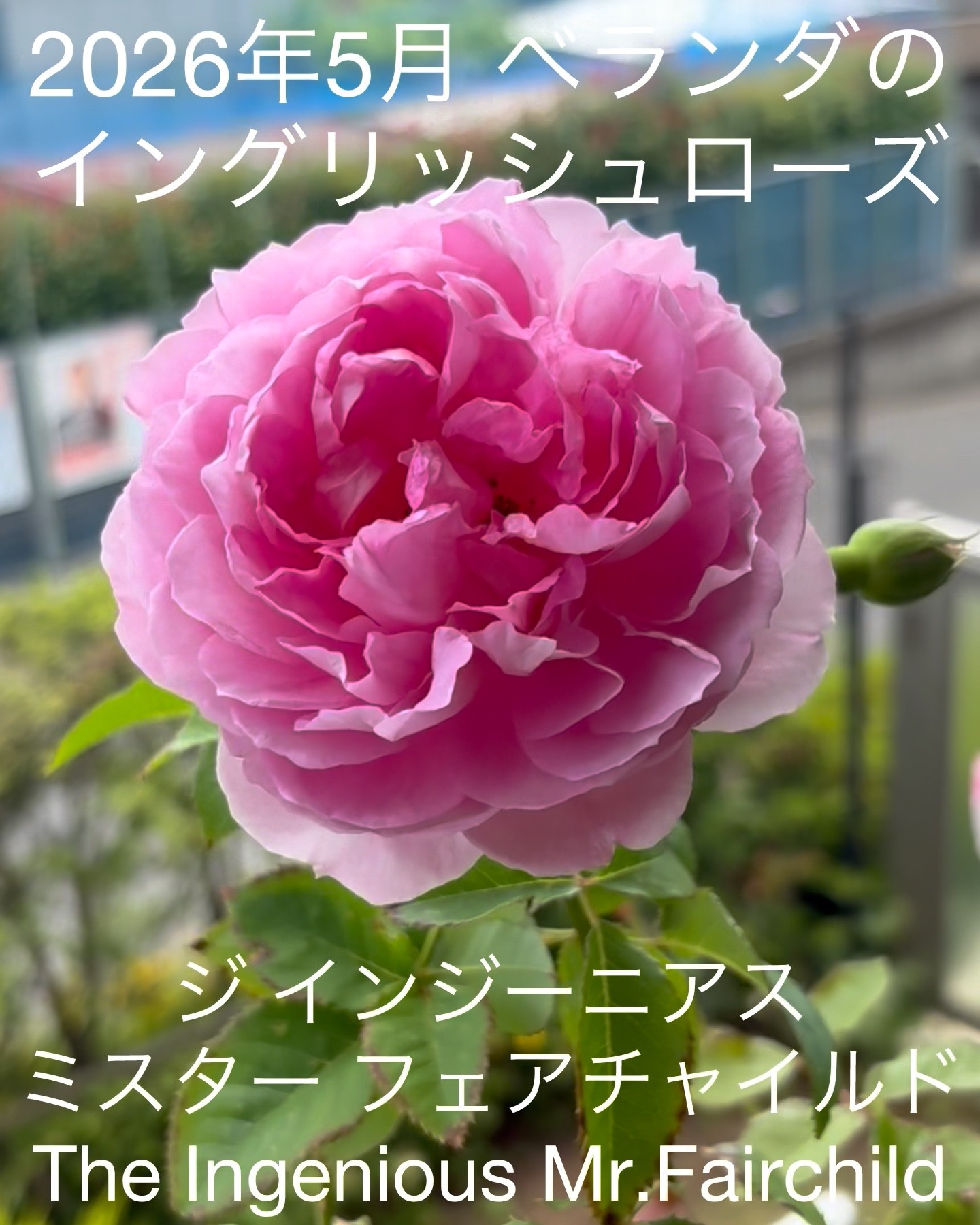 May 2026: The first bloom of the English rose on the balcony, 