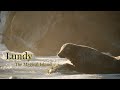 Lundy island lle magique mini documentaire