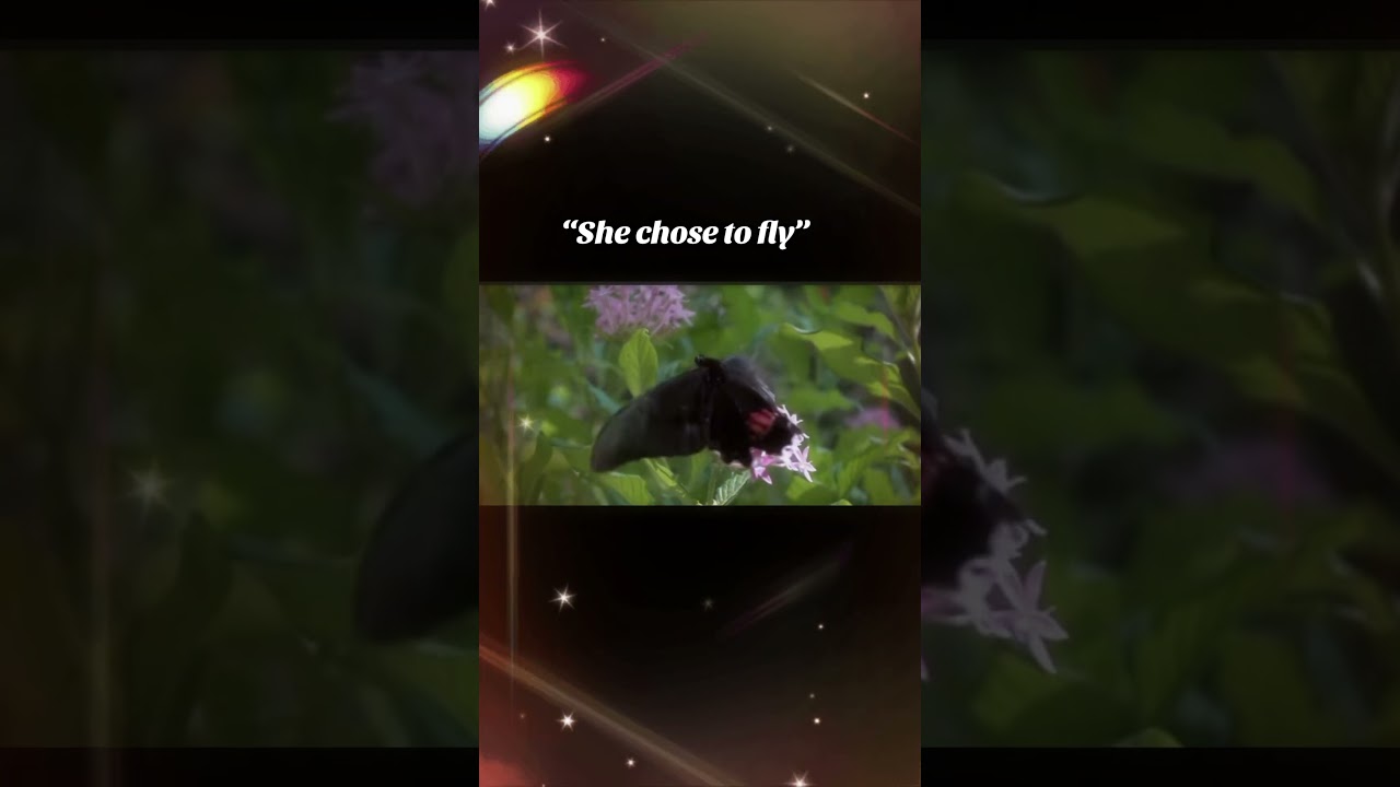 May you choose to fly and reclaim your sovereignty