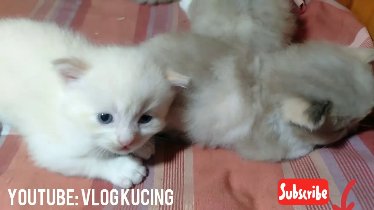 Video Bayi Kucing l  Bayi Kucing  umur 3 Minggu YouTube