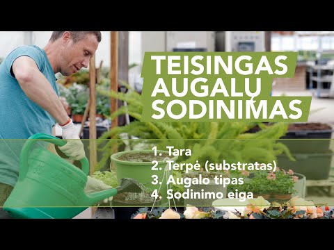 Video: Kaip Sodinti Augalus