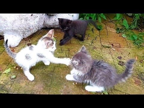 Видео: Осиротяли котенца за хранене с бутилка