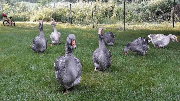 Toulouse geese and their protector,  Percy or Great Dane!