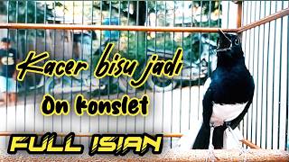 PANCINGAN KACER GACOR FULL ISIAN KONSLET, SEKALI DENGAR KACER LAIN LANGSUNG EMOSI NAIK
