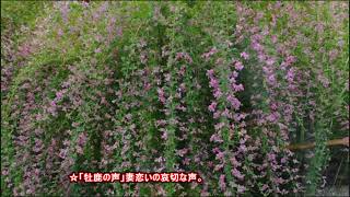 20160925「明暦元年新古今和歌集」 Shinkokin Wakashu 1655